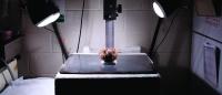 Photo of a brain in a lab